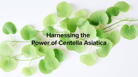 Unveiling the Secret to Youthful Skin: Harnessing the Power of Centella Asiatica in Bounce Firming Patch Facial Patches - Laboflex