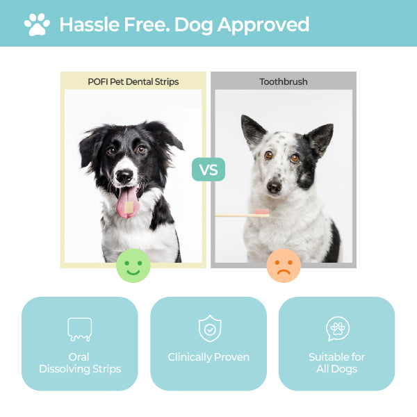 LABOTTACH Pofi Pet Oral Health Dental Strip for Dogs