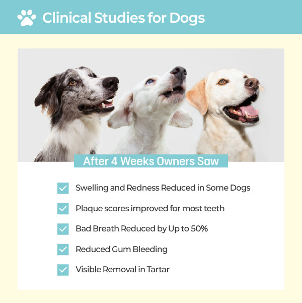 LABOTTACH Pofi Pet Oral Health Dental Strip for Dogs